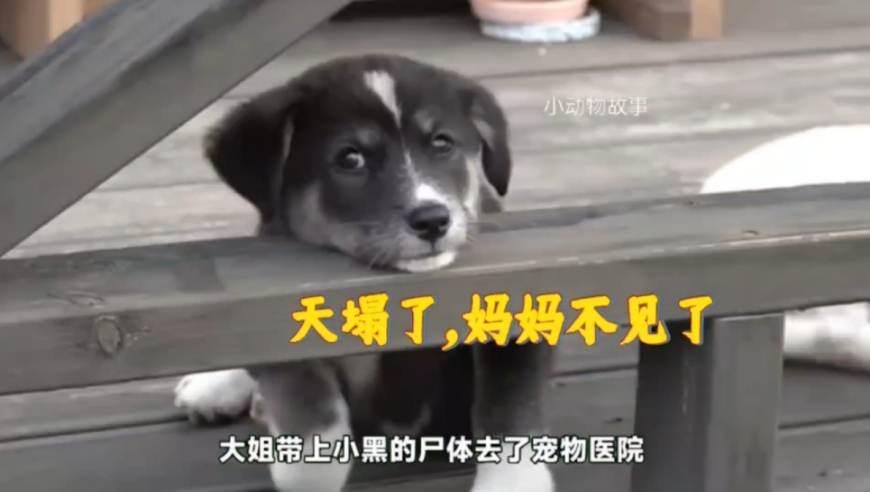 上交所原副总董国群被双开,今晚澳门彩开奖结果,作答解释落实的民间信仰_钱包版V4.7